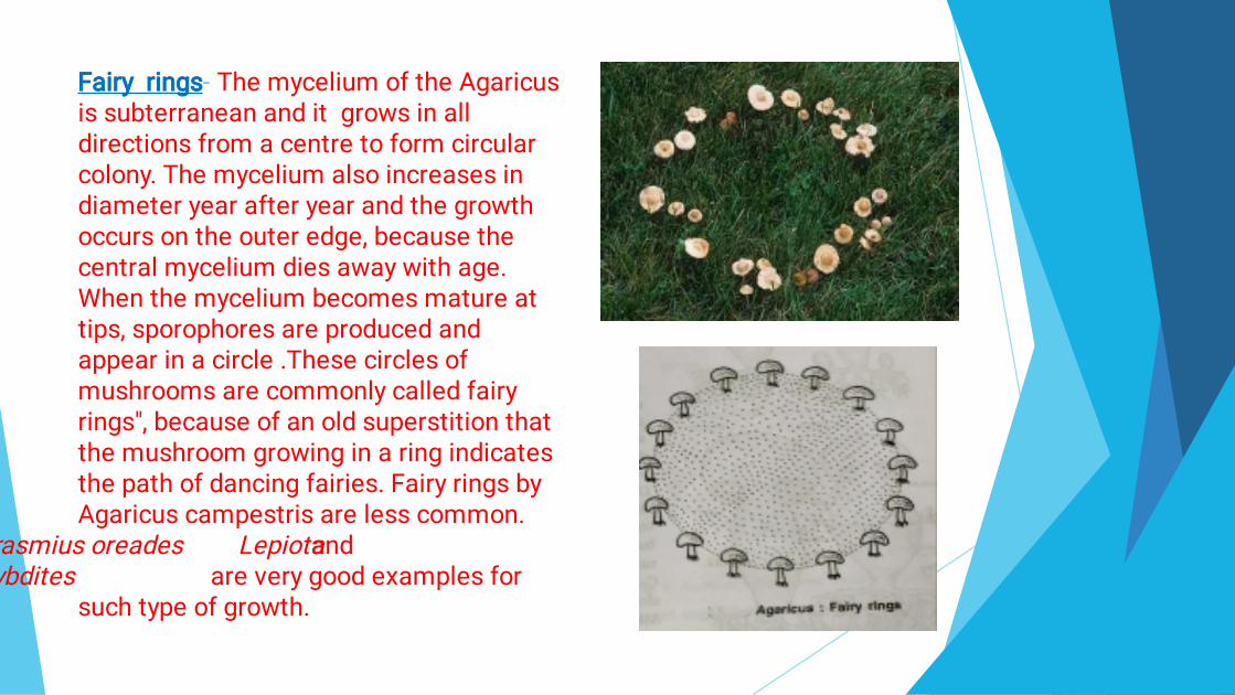 (Download PDF) Life Cycle Of Agaricus